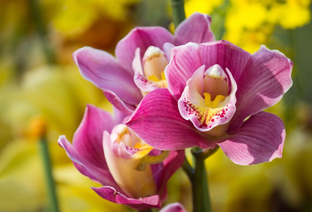 Plantando orquídeas en 10 pasos