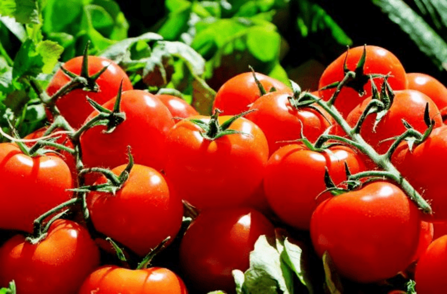 Tomates cherry para cultivar en casa
