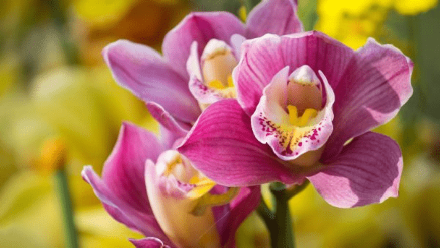 Orquída
