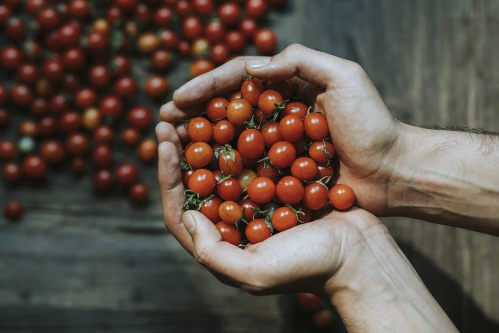 Cosecha tomates cherry cultivados en casa