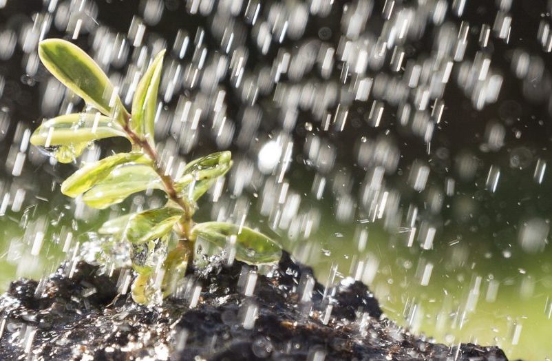Cómo cuidar tus cultivos en temporada de lluvia