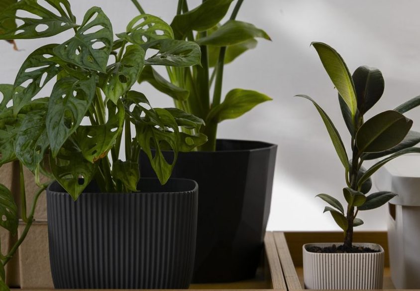 Aprende a cuidar tus plantas de interior