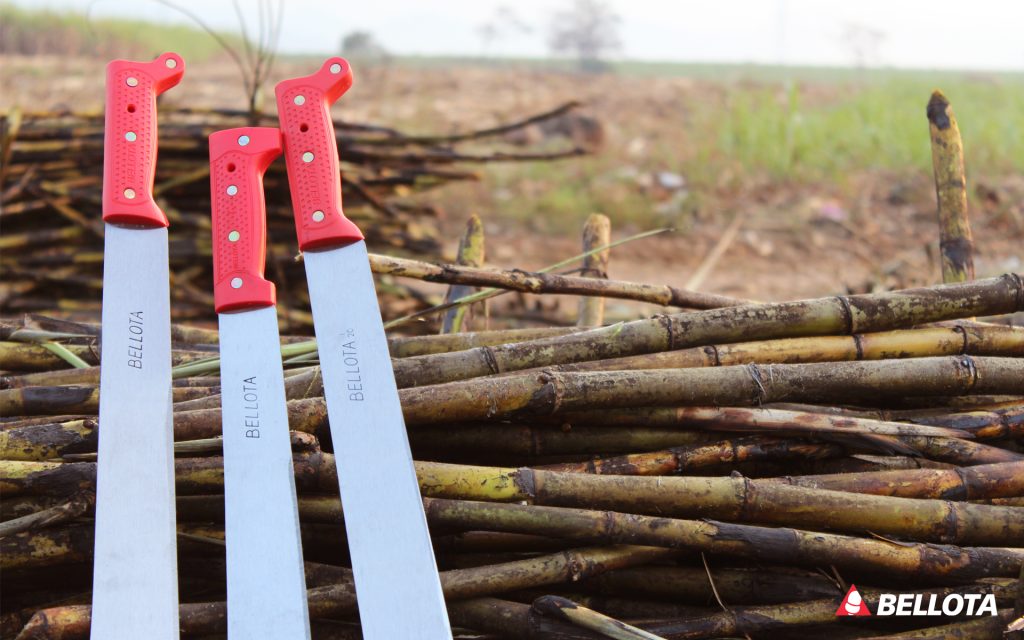 Machetes bellota